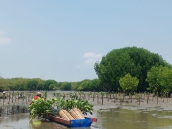 Evaluasi Penanaman Mangrove