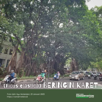 Info Spesies: Beringin Karet (Ficus elastica)