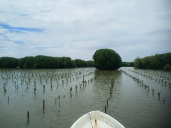 12.400 Mangrove ditanam di Legon Kulon