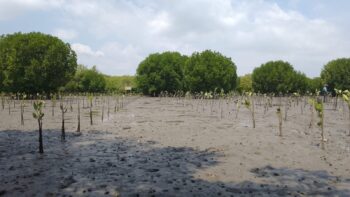 Penanaman Mangrove PT Prima Infosarana Media