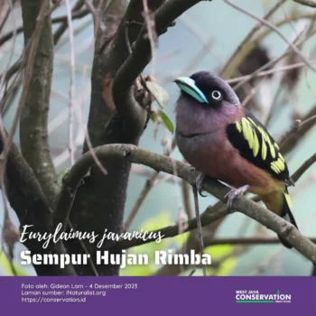 Info Spesies: Sempur Hujan Rimba (Eurylaimus javanicus)