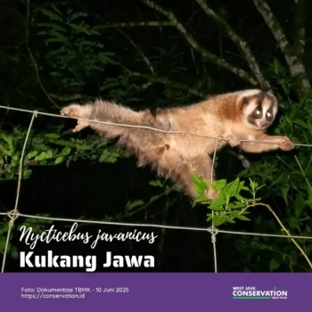 Kukang Jawa (Nycticebus Javanicus)