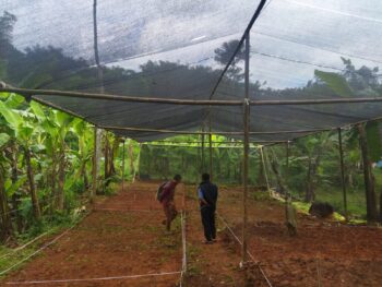 Persemaian Bambu KTH Subur Makmur