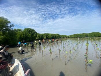 Bahasa Aksi Lawalata-IPB Untuk Mangrove
