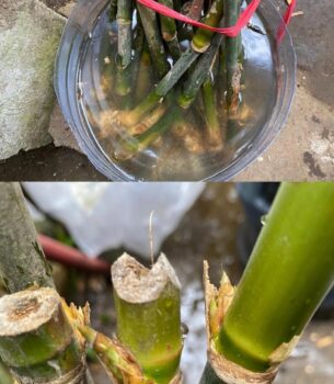Tim Wali Hutan Mencoba Metode Baru Pembibitan Bambu