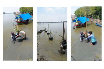 Wali Pesisir Legon Kulon