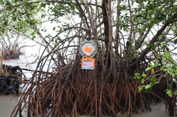 Belajar Mangrove Lewat Cerita, Origami dan Penanda Ruang