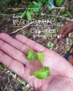 Info Spesies: Bobontengan (Cyclanthera brachystachya)