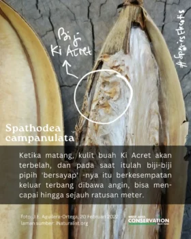Ki Acret (5)