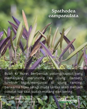 Ki Acret (6)