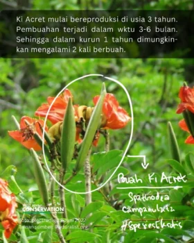 Ki Acret (7)