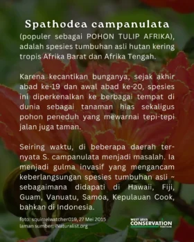 ki acret (10)