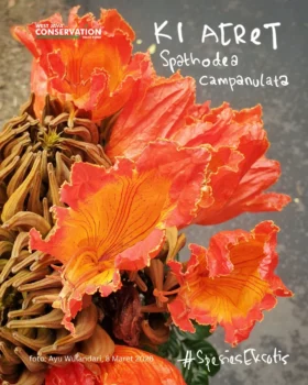 Info Spesies: Ki acret (Spathodea campanulata)