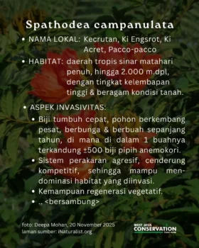 ki acret (9)