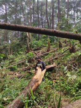 Puluhan Pohon Pinus Tumbang di Camping Ground C