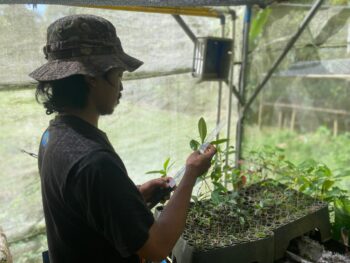 Pemindahan Bibit di Persemaian