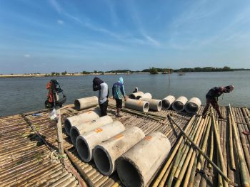 Penanaman Mangrove Buis Beton di Petak 2 Hektare