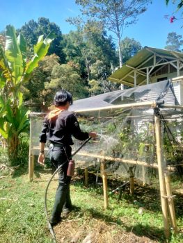 Perawatan Rutin Bibit di Persemaian