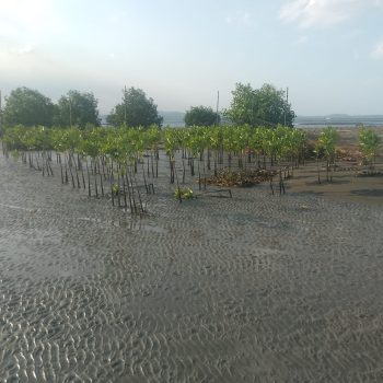Survival Rate Mangrove di Pulau Buru Mencapai 90%